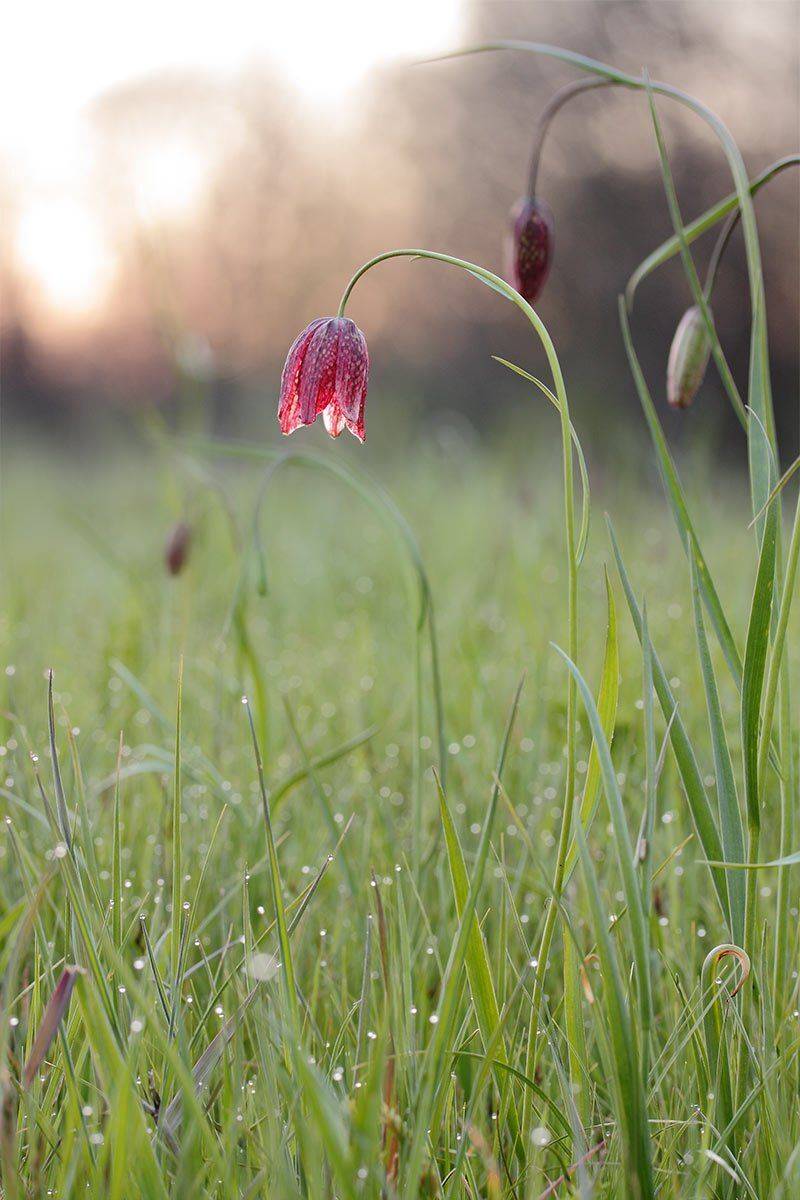 Fritillaria meleagroides, Рябчик малый, Рябчик малыйFritillaria meleagro, Роман Рысь