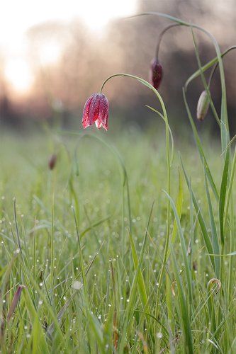 Рябчик малый  (Fritillaria meleagroides)
