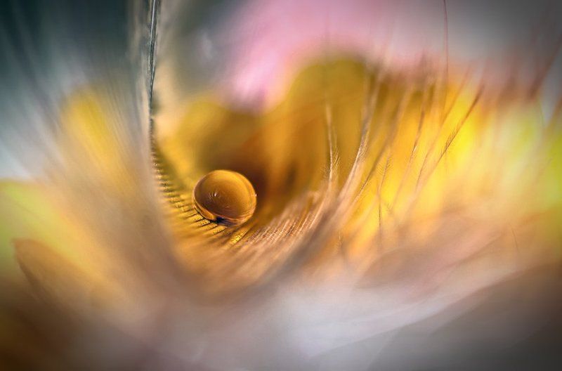 drop and feather фото превью