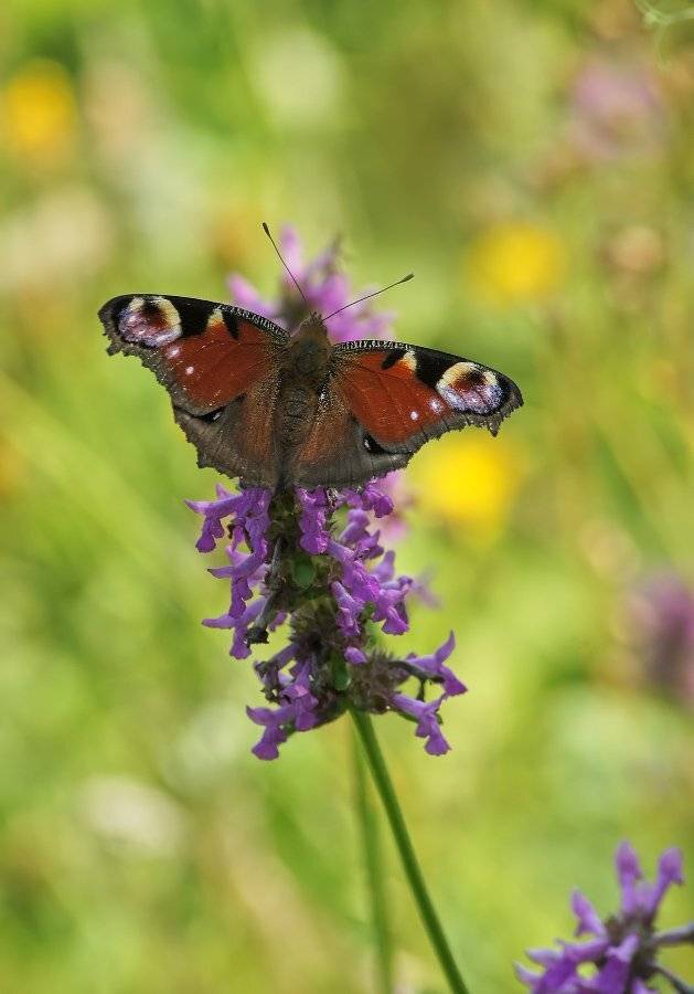 , Чепленко Алексей