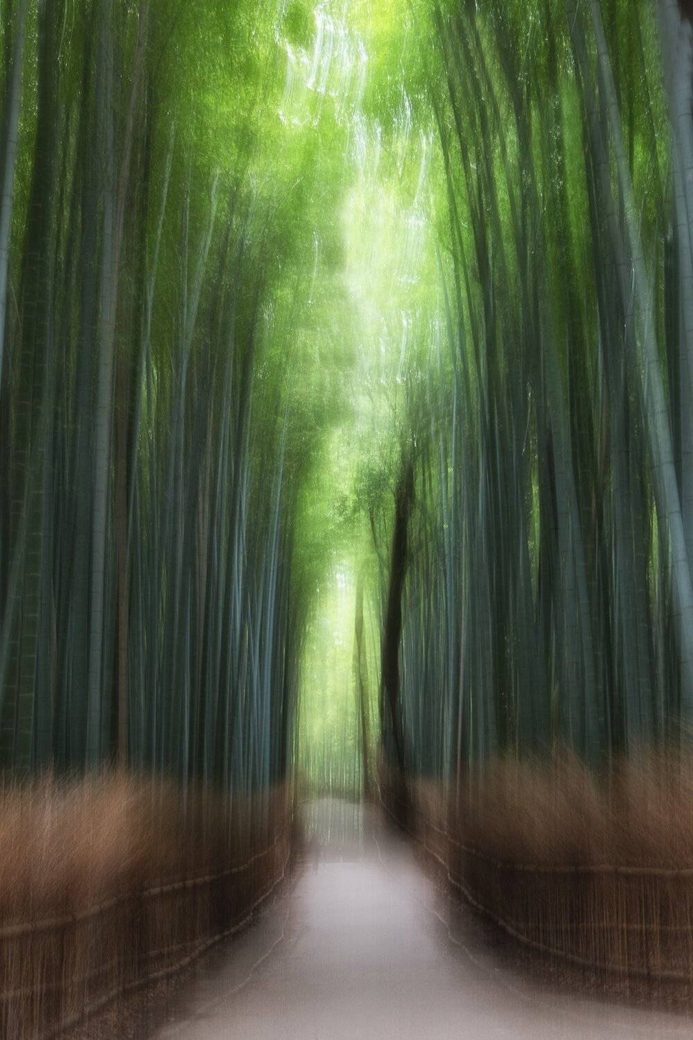 Arashiyama, Бамбук, Киото, Япония, Марина Маликова