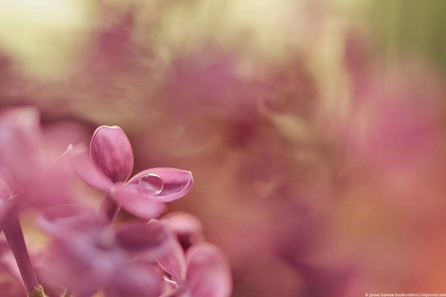 Bokeh, Drops, macro, Nikon, Pink, Бычков Денис