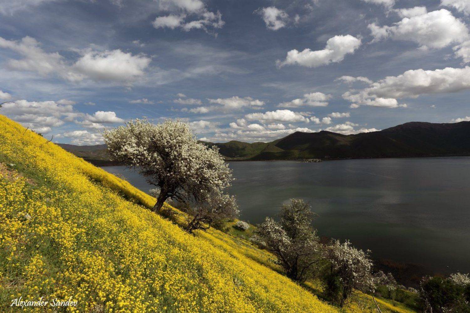 Clouds, Greece, Lake, Prespa, Spring, Tree, Александър Сандев