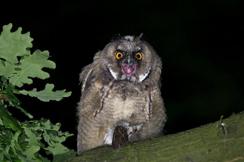 Long-eared owl фото превью