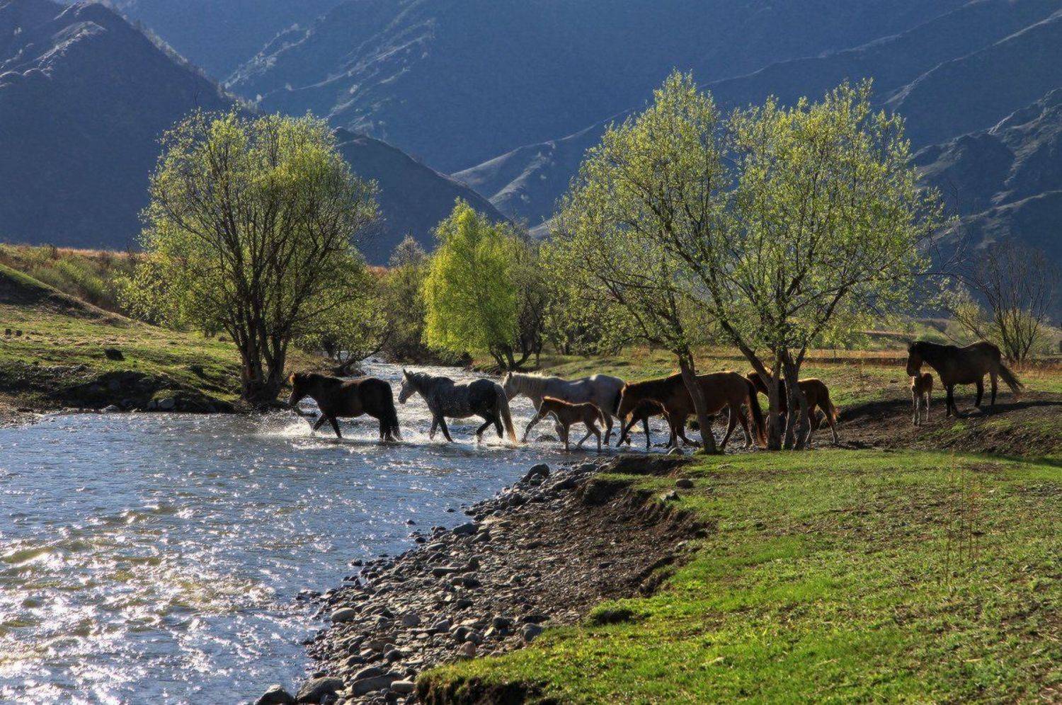 лошади, Галина Хвостенко