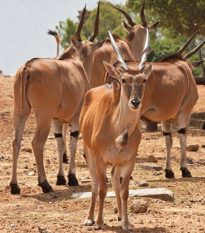 Про рогатых и полосатых  фото превью