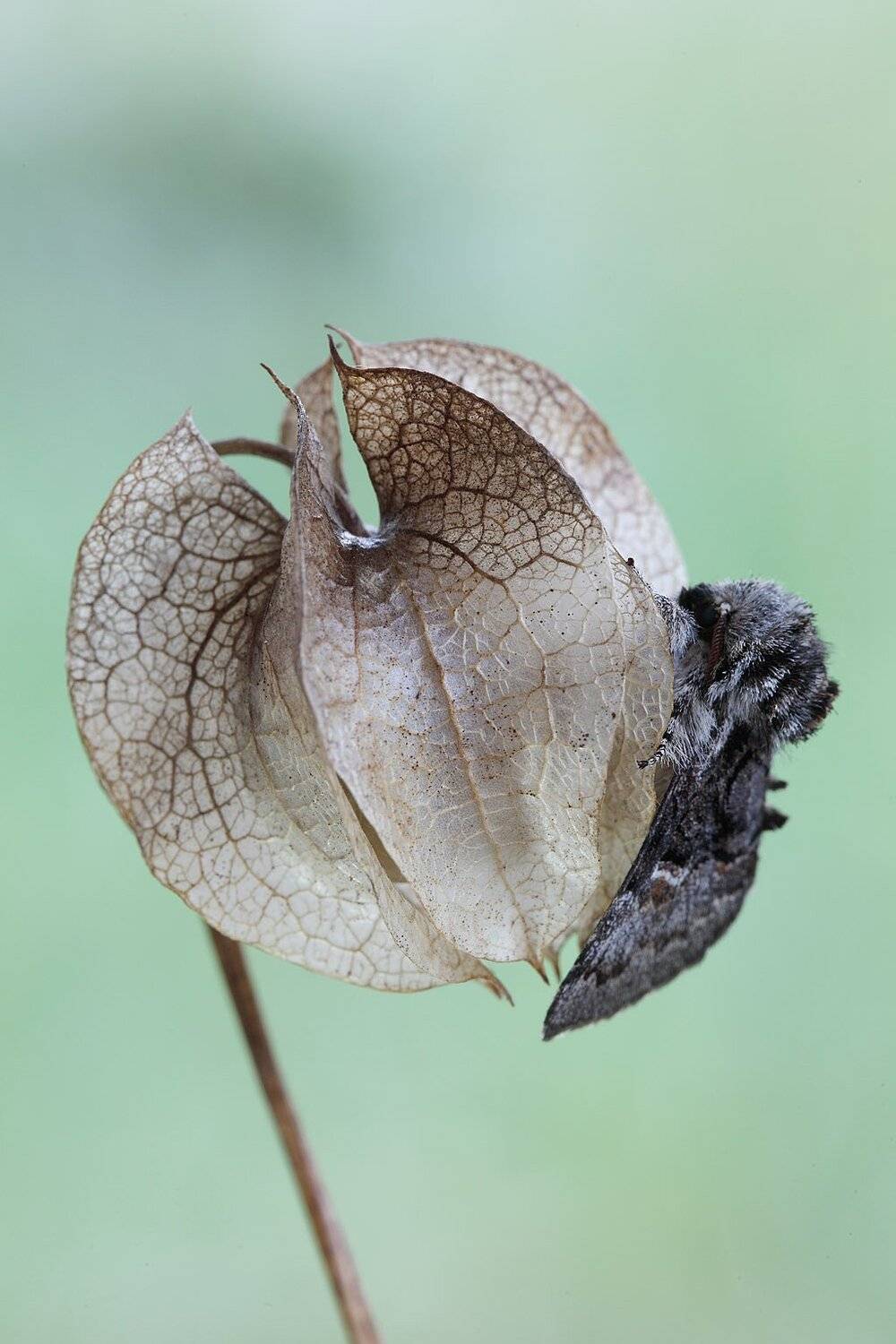 , Сергей Таланов