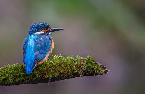 Дождливый день.