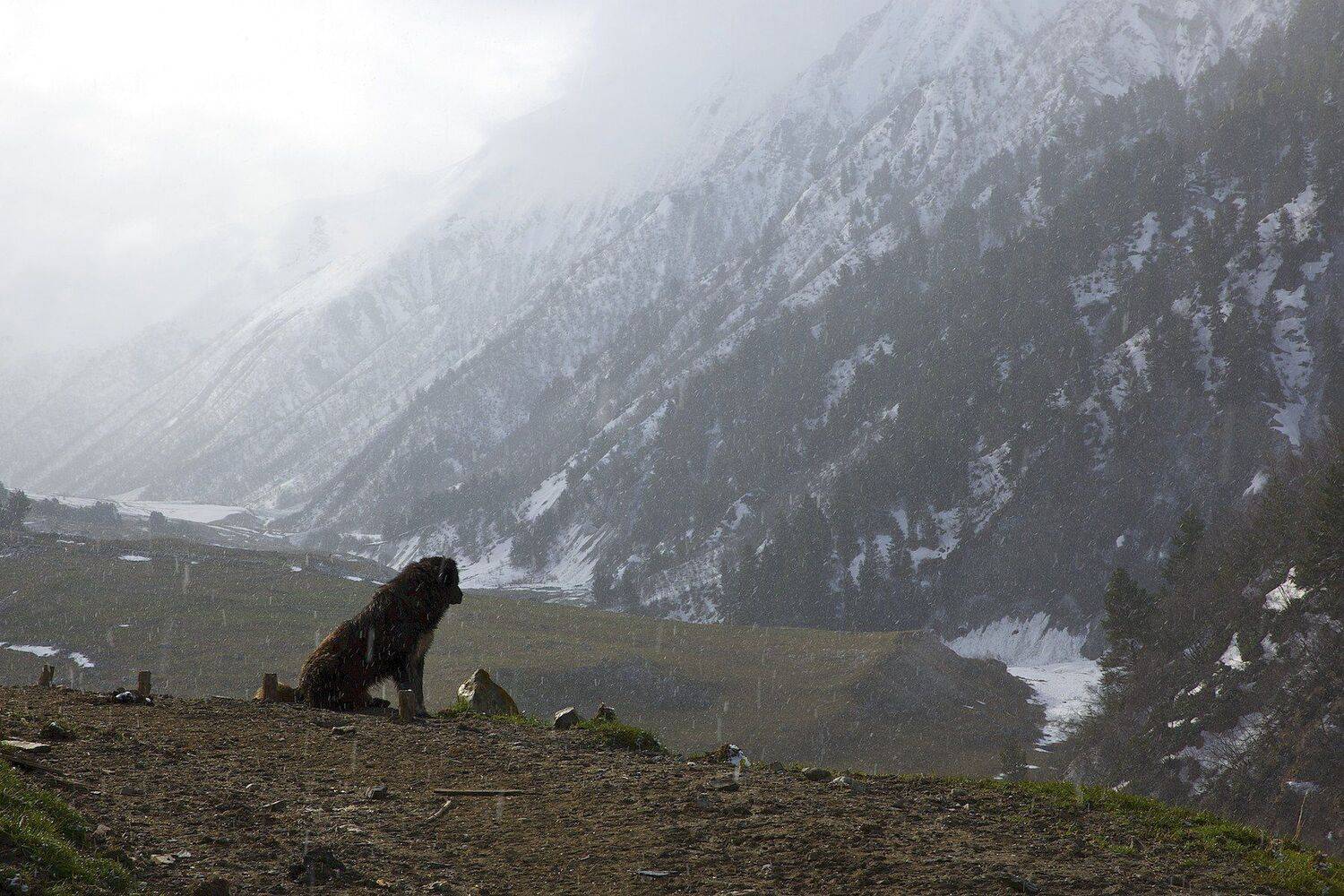 адиши-село, грузия, май, пейзаж, природа, сванети, Мазурин Евгений