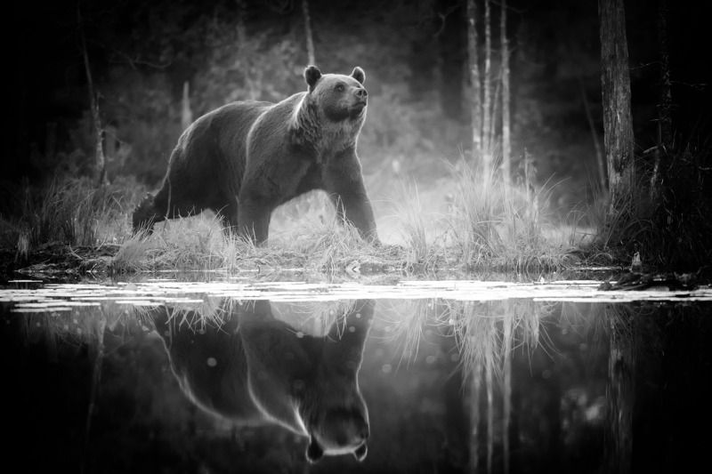 Bear with reflection фото превью
