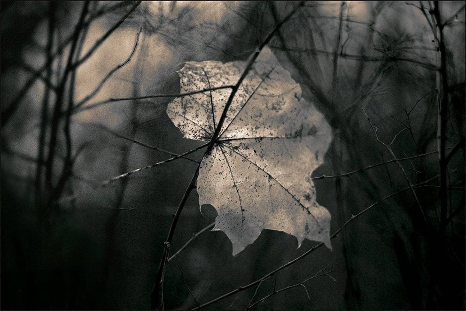 , Анна Кудрявцева