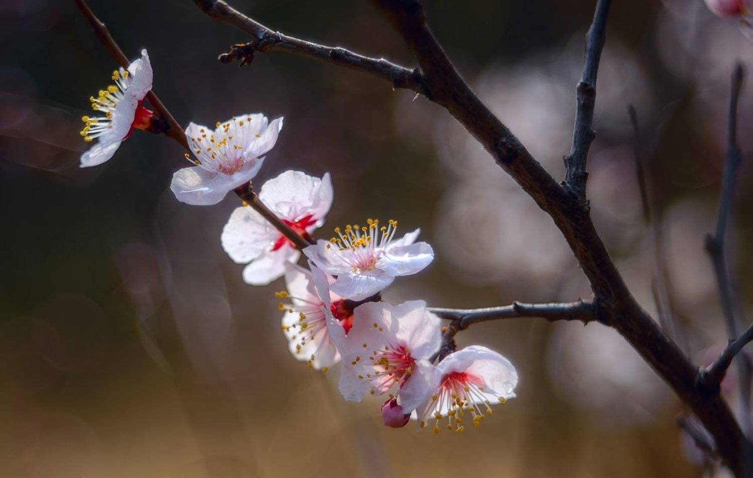, Сергей Брагин