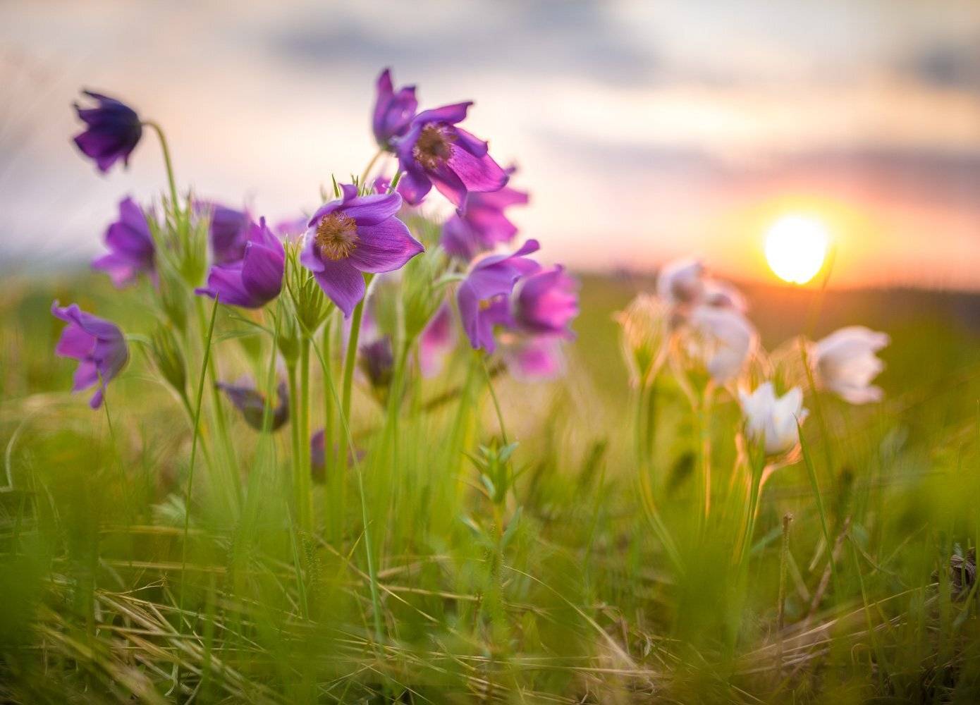 2015, Прострелы, Сибирь, Солнце, Цветы, Дмитрий Дубиковский