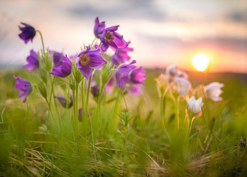 2015, Прострелы, Сибирь, Солнце, Цветы Солнце фото превью