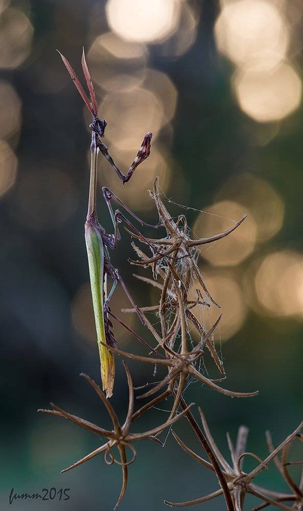 , Игорь ФУММ