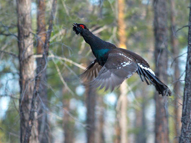 каменный глухарь, якутия Взлёт фото превью