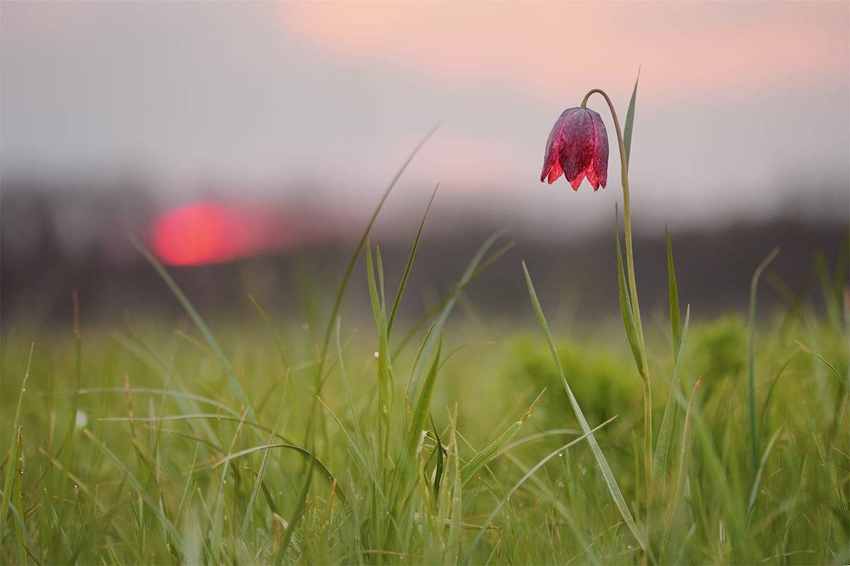 Fritillaria meleagroides, Закат, Закат на лугу, Луг, Рябчик малый, Трава, Роман Рысь