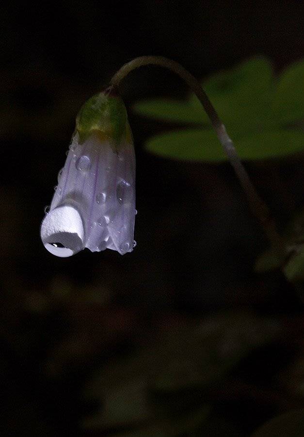 , Сергей Таланов