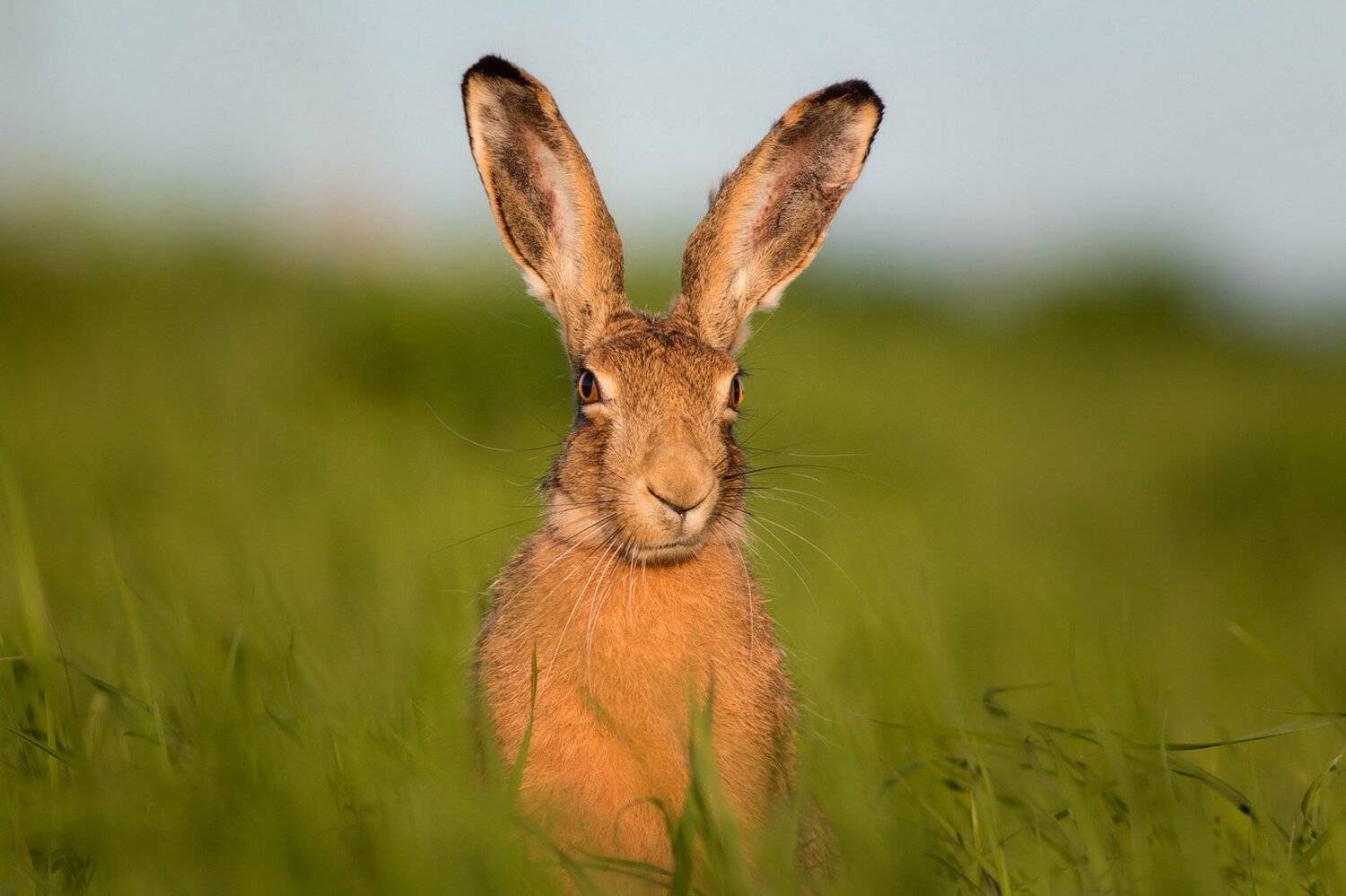, Вилюнов Дмитрий