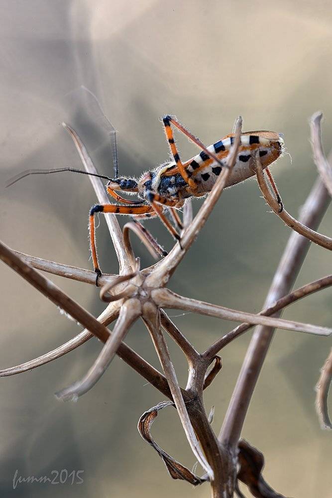 , Игорь ФУММ