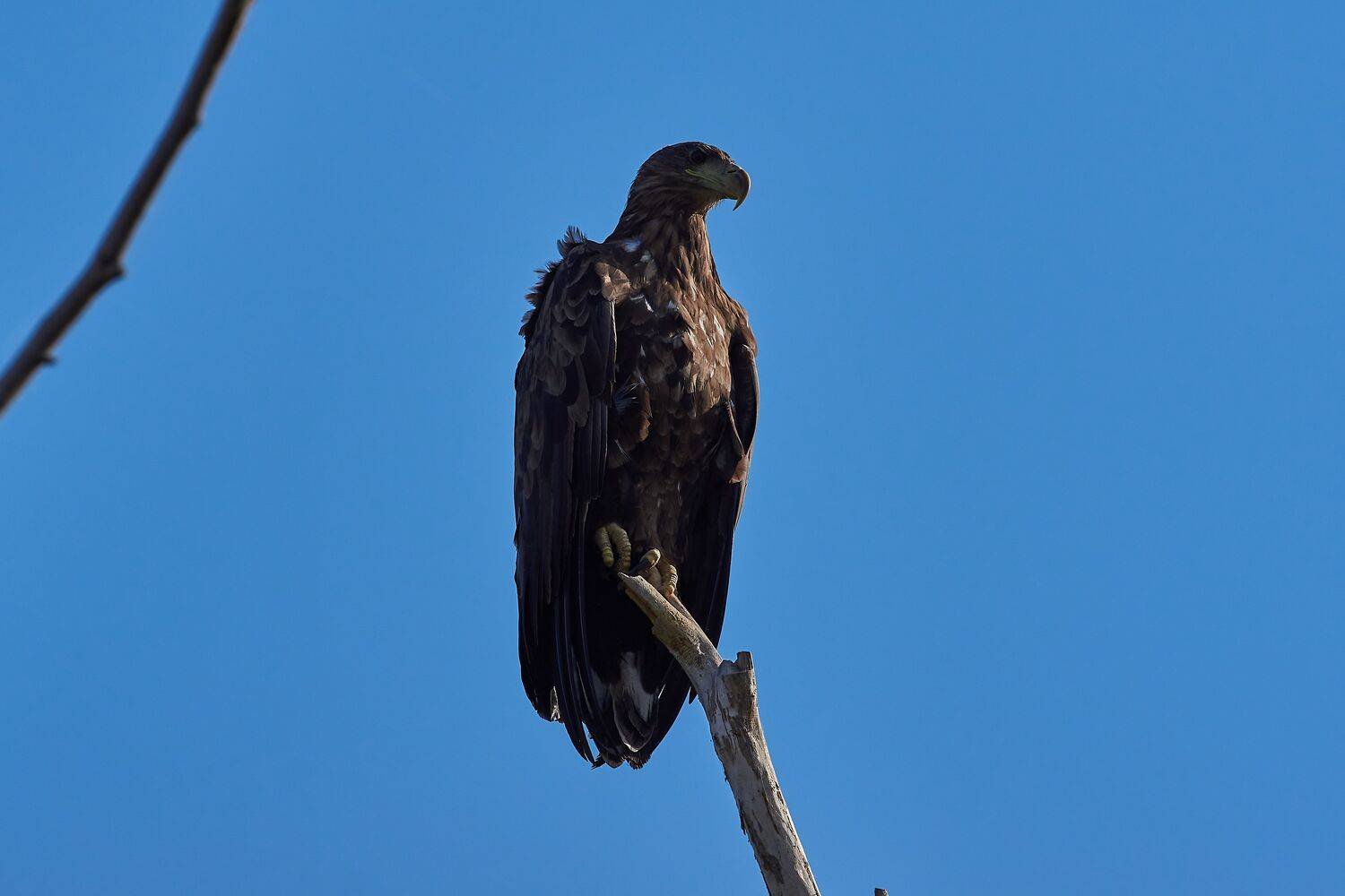 volgograd, russia, wildlife, Haliaeetus albicilla, , Сторчилов Павел
