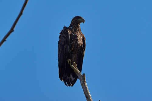 Haliaeetus albicilla