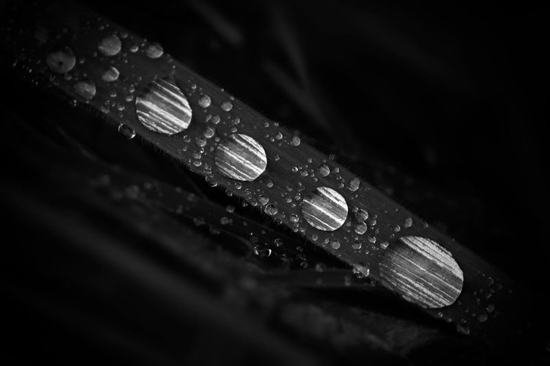nature, close up, grass, dew, drops, waters, black and white, macro Drops - Капли фото превью