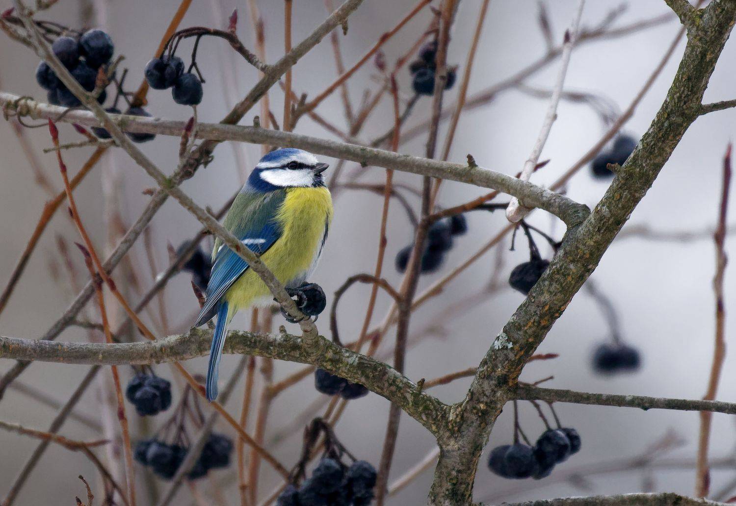 лазоревка, синица, птицы, природа, parus, titmouse, birds, nature, Пётр Калачев