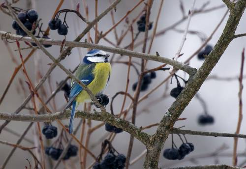 Лазоревка с ягодой черноплодки