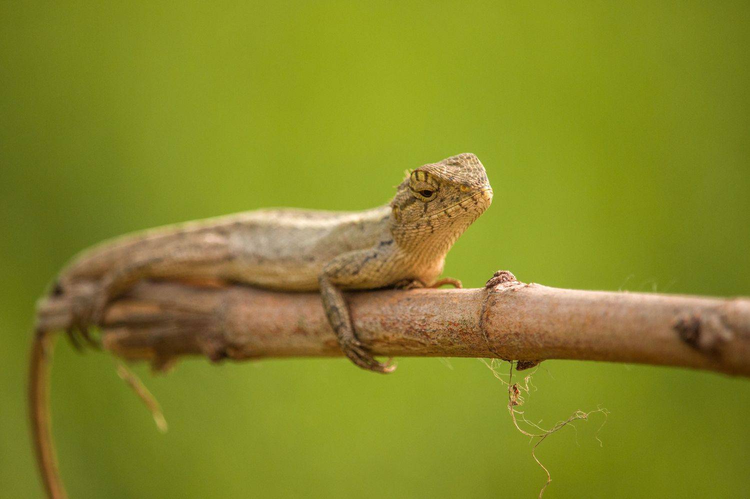#insect, #, animals, #, nature, #natgeo, #bbcearth, #nature, Shadab Ishtiyak