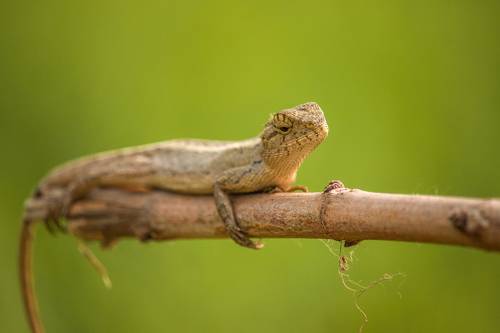 Oriental Garden Lizard