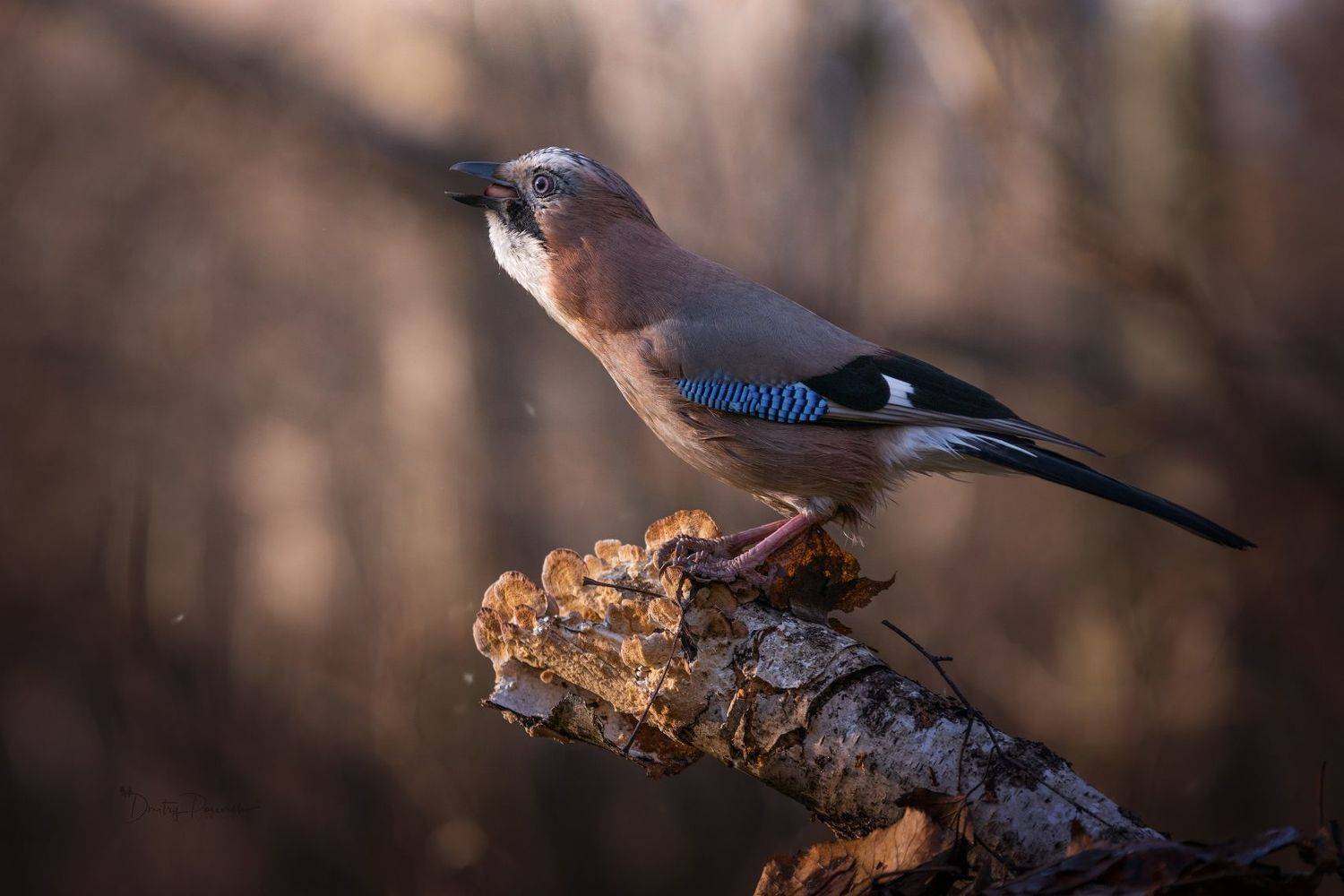 , Посевич Дмитрий