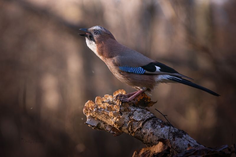 Уж скоро весна фото превью