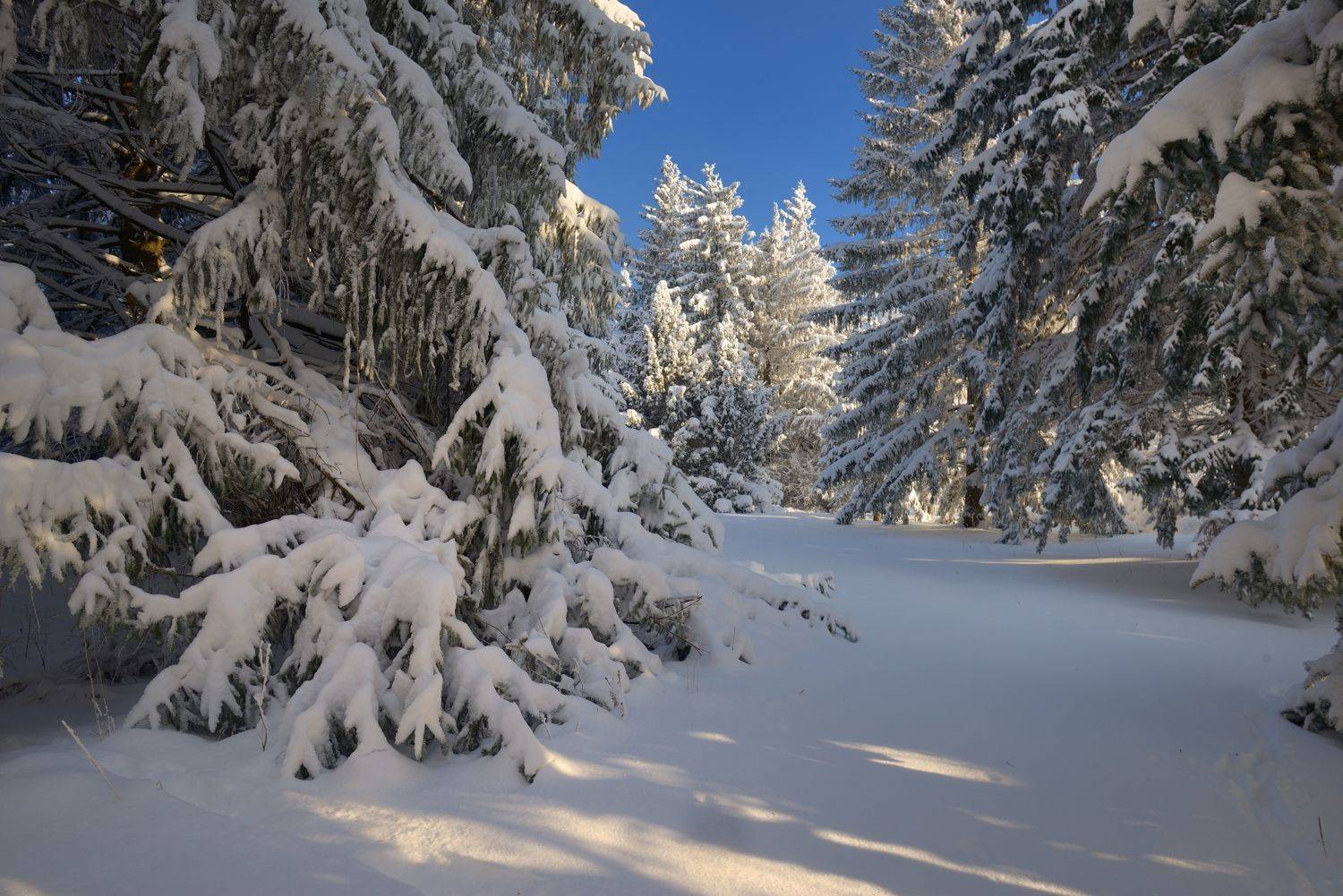 зима лес утро, Александр Жарников