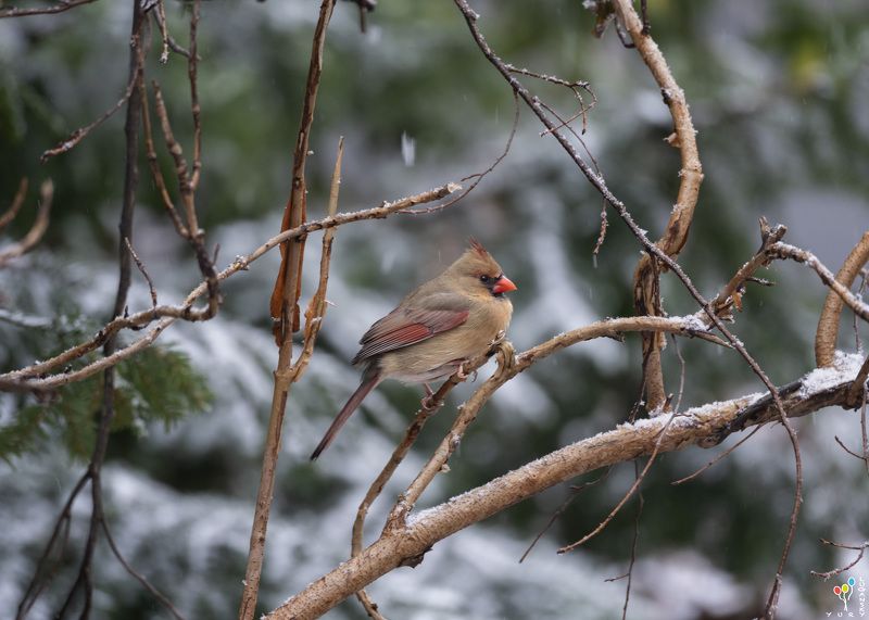 Female Northern Cardinal фото превью