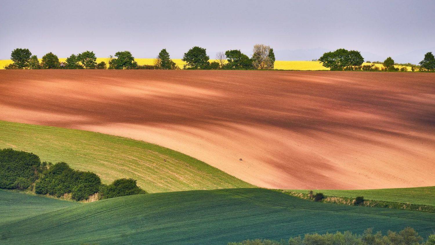 весна, вечер, закат, май, моравия, панорама, поля, рапс, холмы, чехия, Вейзе Максим