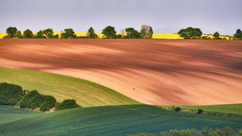 Моравские косогоры и две косули