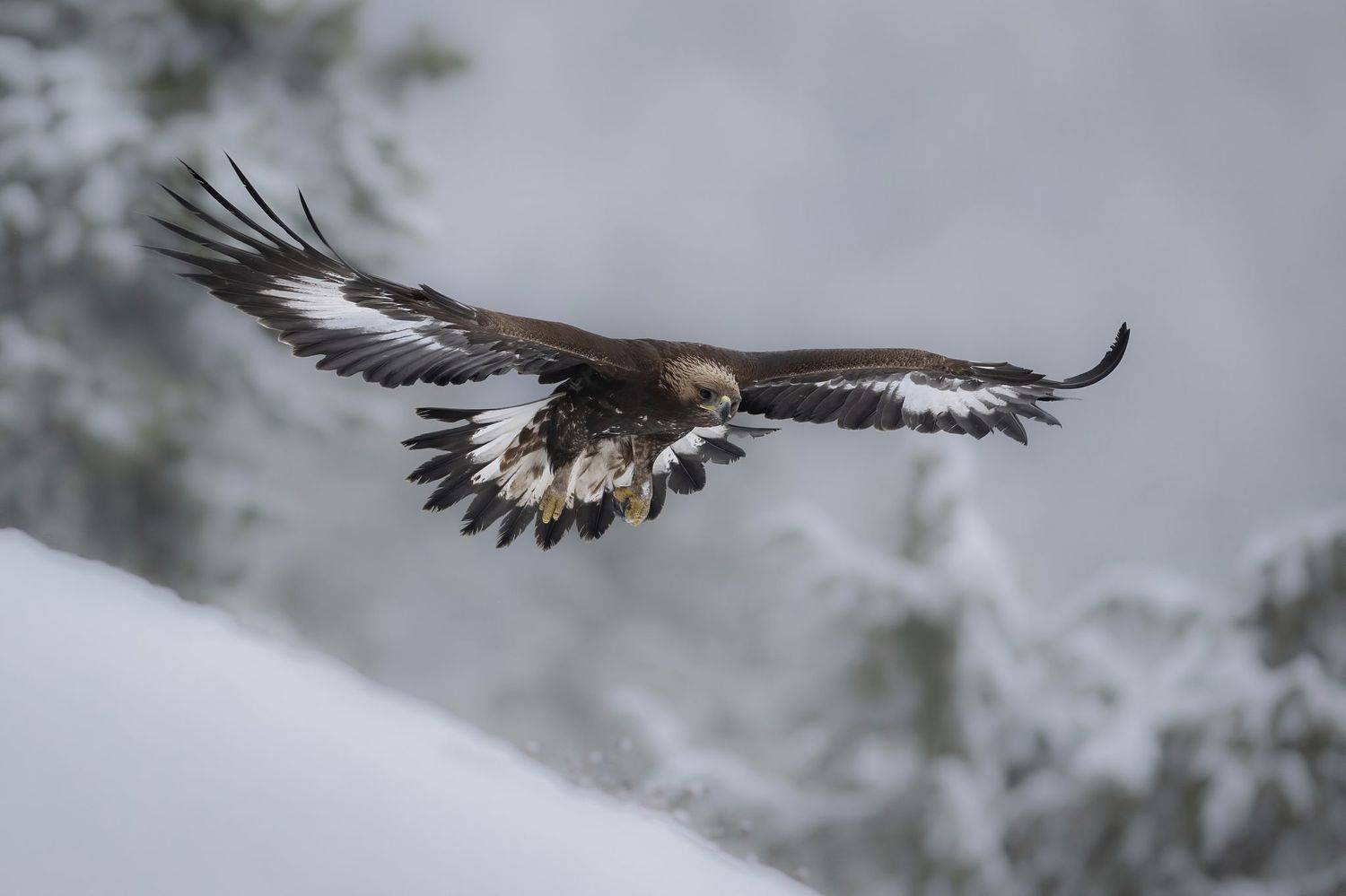 , Мартин Попов