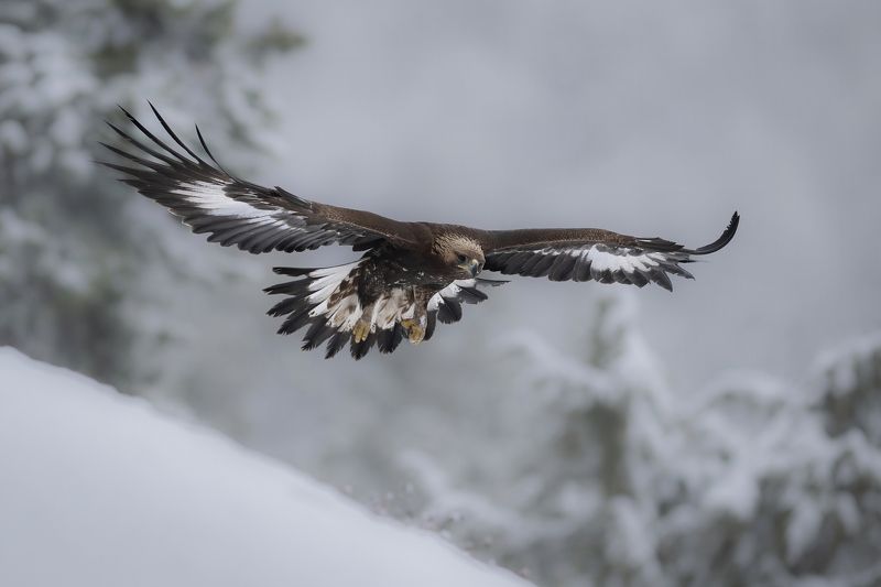 Молодой беркут фото превью