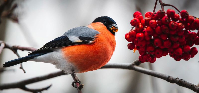 Зима Снегирь Рябина снег Февральское яблоко фото превью