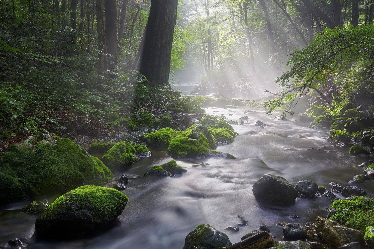 лето, ручей, тайга, приморский край, река таёжная, лучи света, Евгений Паршуков