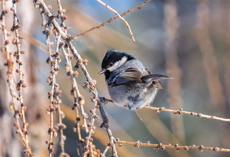 синичка, московка, синичкины хвостики .. фото превью