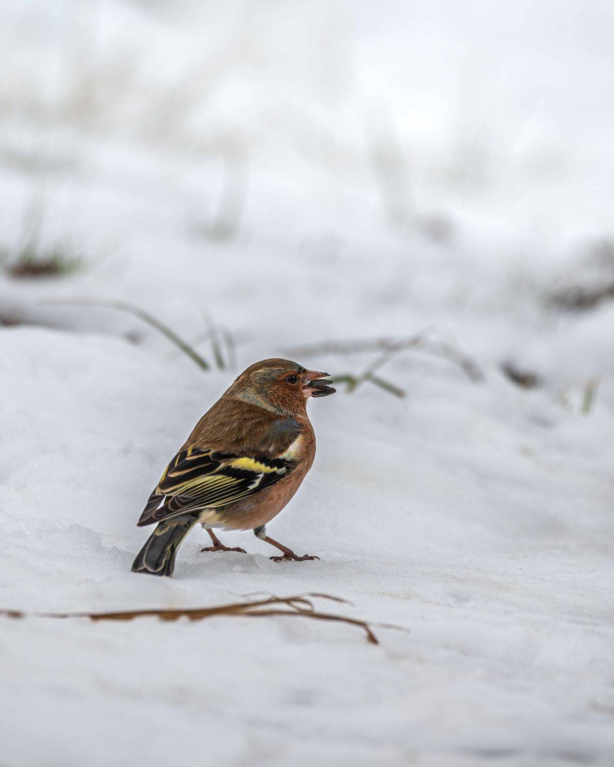 зяблик, Алексей Рыльский