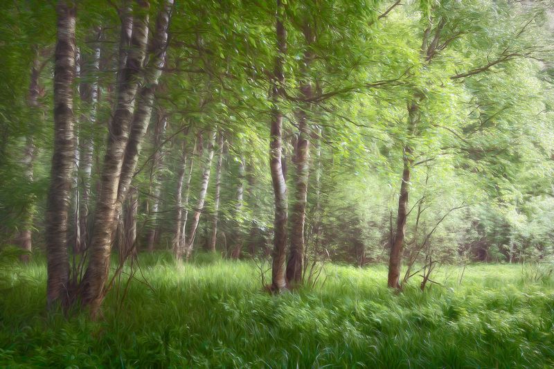 лес, лето, деревья, пейзаж, forest, woodland, summer, landscape, trees В березовом лесу фото превью