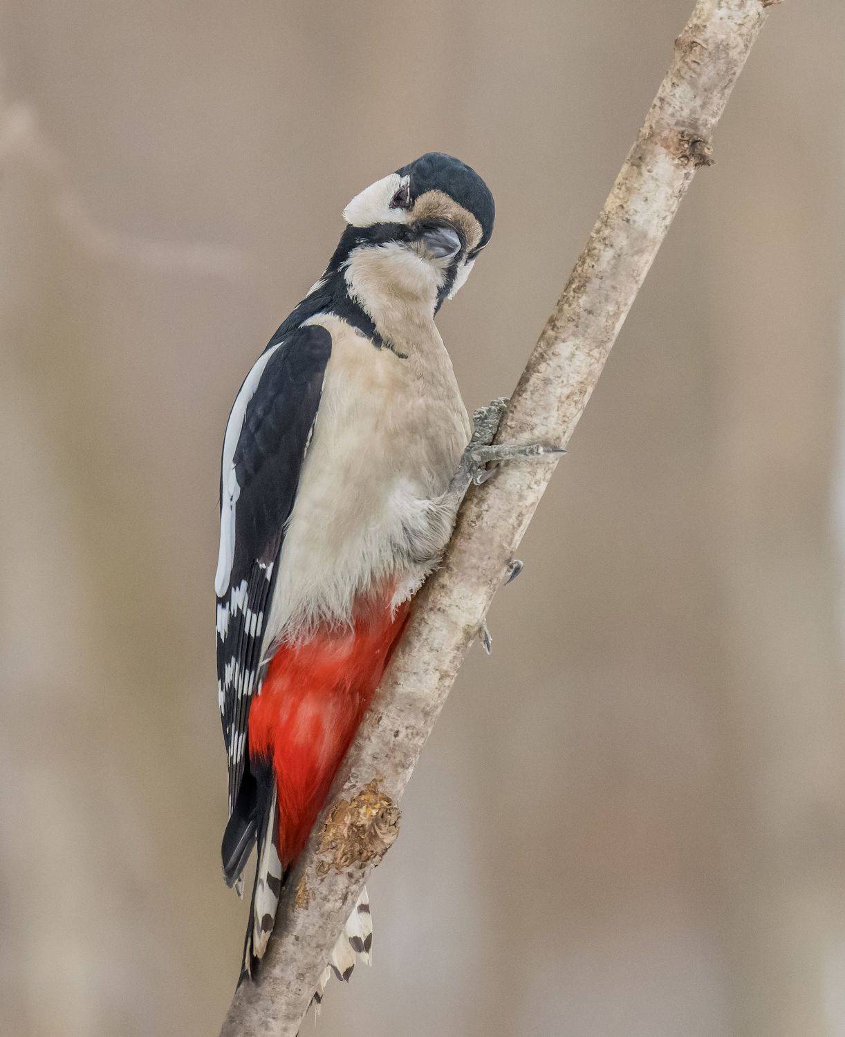 , Дэм Константин