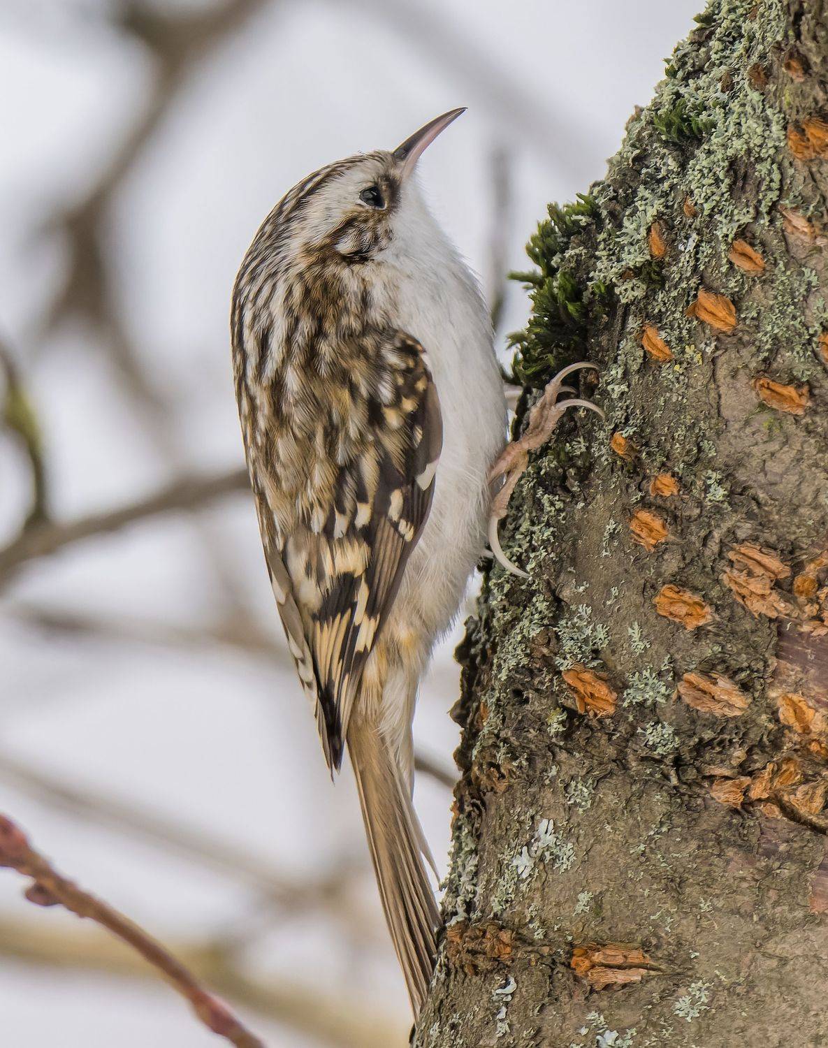 , Дэм Константин
