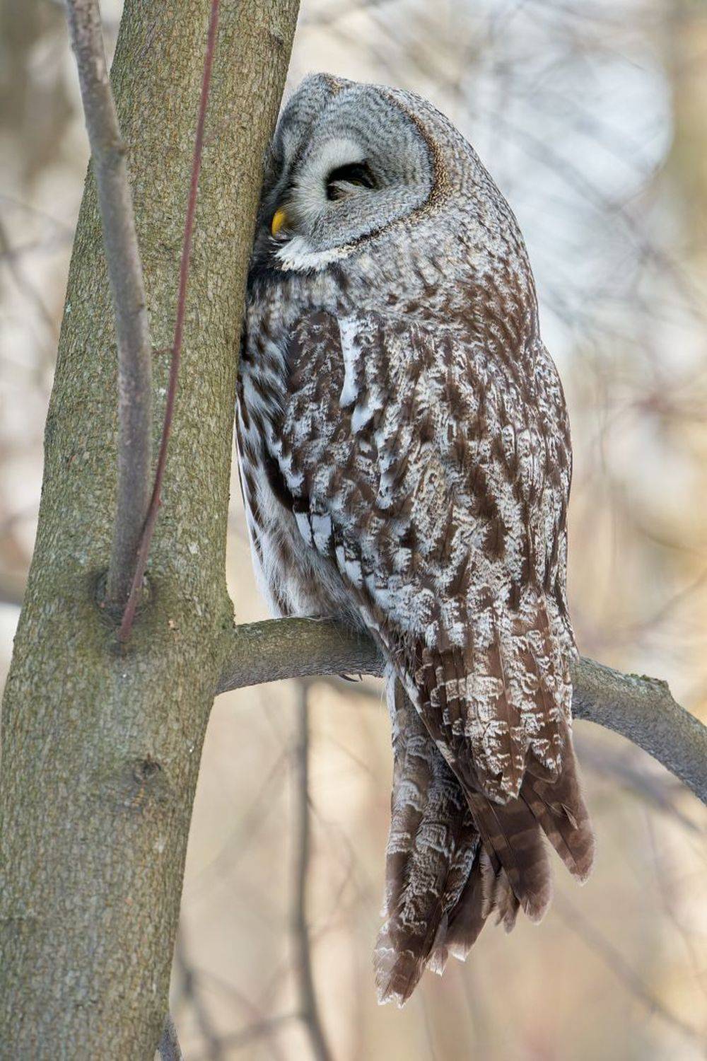 сова, бородатая неясыть, птицы, Стас