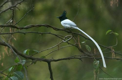 Indian Paradise flycatcher
