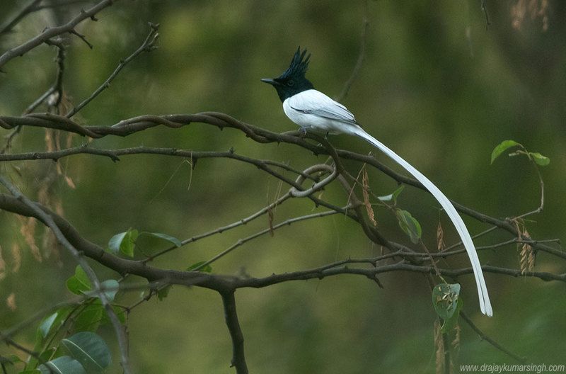 Indian Paradise flycatcher Indian Paradise flycatcher фото превью