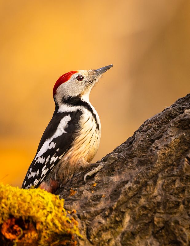 Woodpecker фото превью